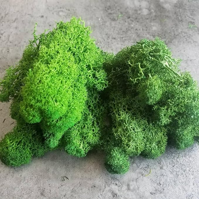 prefleur Preserved Reindeer Moss Natural Green DIY Kit Gardenning Art Wall Decor Florist Decor Easter Table Decor Wedding