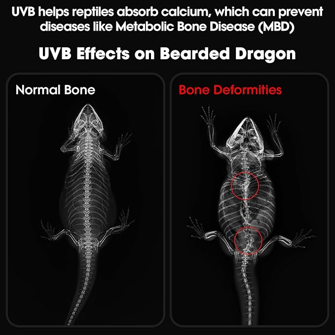 GeeKoit 12-Inch UVB Reptile Light,4H/8H/12H Timer,3 Modes Lighting,5 Level Brightness, 12W UVA UVB Lamp for Desert Tropical Animals Bearded Dragons Turtle Chameleon Tortoises Gecko Snake Frog