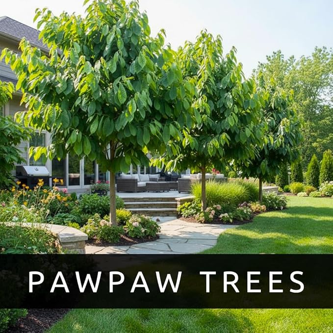 Paw Paw Tree Seeds for Planting | 6 Seeds | Edible Fruit Tree, Made in USA | Fun and Easy to Grow Your Own Food, Exotic Pawpaw Tree Seeds