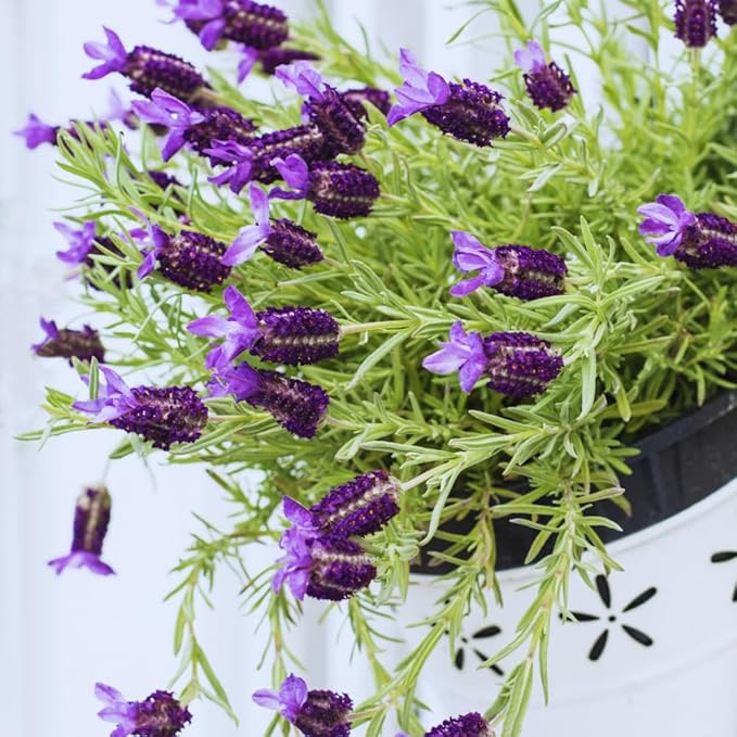 2 French Lavender Plants Live Lavender Plants for Outside Inside, 4 Inc Potted, Annual Flower Plant