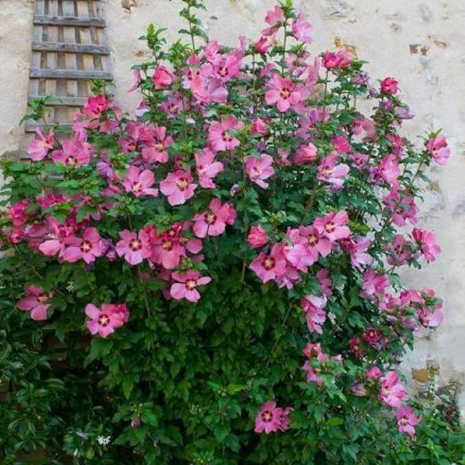 Pink Rose of Sharon Live Plant, 6-12" Tall Althea Hibiscus Plants in Quart Pot, Perennial Hardy Hibiscus Plant Bush for Outdoors Garden, Dormant in Winter
