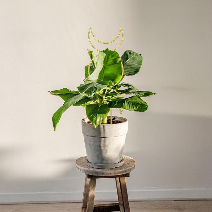 Coomin Small Plant Trellis for Climbing Plants Indoor, 15in Metal House Plant Trellis for Potted Plants, Mini Plant Support for Hoya Pothos, Gold