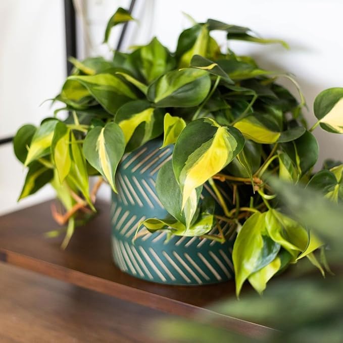 Stripe Philodendron, Fully Rooted Live Plant in 4-Inch Pot, Indoor Houseplant