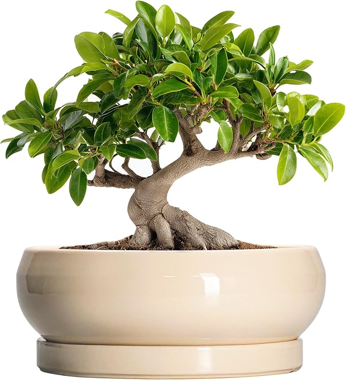 EPFamily Bonsai Pots - 10 Inch Ceramic Succulent Planters Indoor Outdoor, Bonsai Planters with Drainage Hole and Saucer, Round Shallow Planter, Bowl Planter, House Decor, Gifts for Plant Lover, Beige