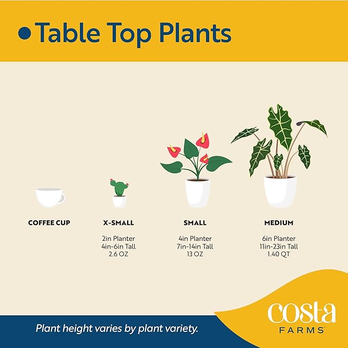 Costa Farms Lucky Bamboo Live Plant in Decorative Pot, Easy to Maintain Indoor Houseplant, Perfect for Home, Room, or Office Decor, Great House Warming or Birthday Gift, 12-15 Inches Tall