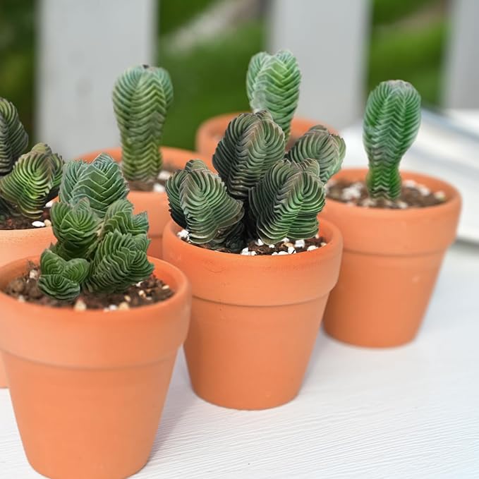Sprout N Green Crassula cv. Buddha's Temple, Live Succulent Plant Fully Rooted in 2" Pots with Soil Mix, Real Houseplant for Indoor Outdoor Home Office Wedding Decoration Party Favor