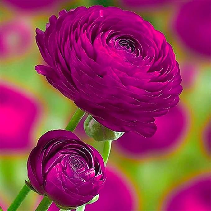 Purple Ranunculus Flowers Bulbs for Spring Planting, Perennial Flower Bulbs, Early Spring Flower to Plant Outside, Colorful Blooms Groundcover Bulbs, Top Size