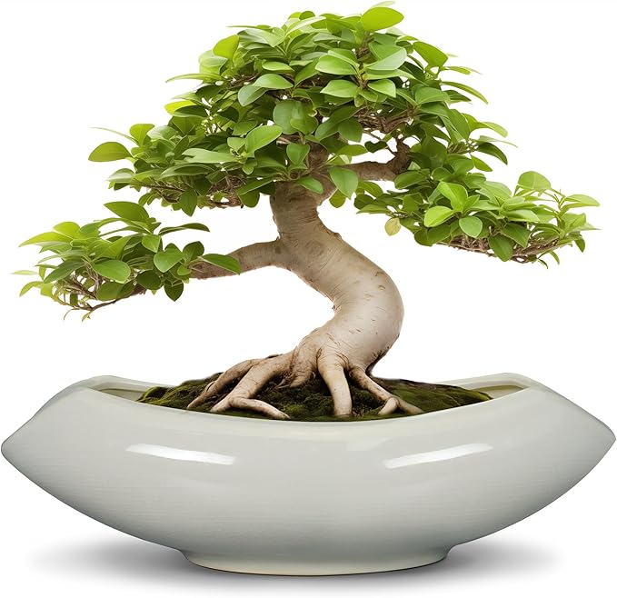 Teagas Bonsai Pots 18 Inch - Ceramic Succulent Pots with Drainage Hole Decorative Plant Pot Indoor Large Outdoor Planter Modern Flower Pot for Home Garden Room Decor Gray