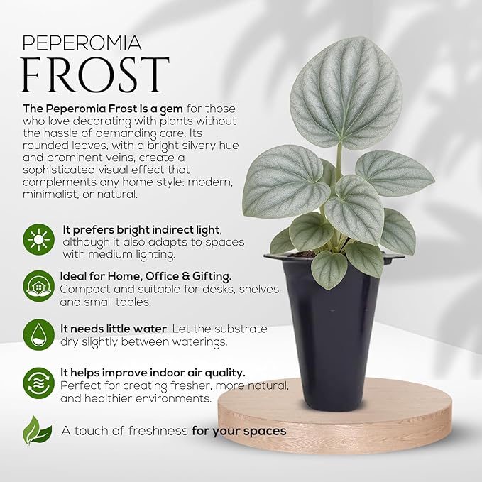 Peperomia Plant Collection (4 Pack)– Set of Rare Varieties | Watermelon, Frost, Eden Rosso & Piccolo Banda | Easy Indoor Houseplants, Live Plants for Home Decor (Peperomia Collection)