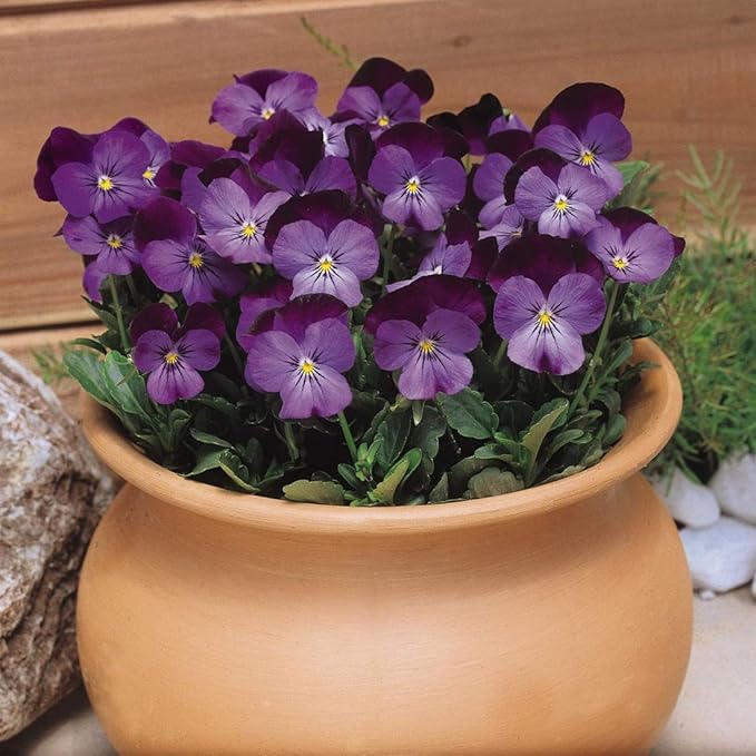 Outsidepride Admiration Viola Pansy Seeds for Planting - 1000 Pcs. Perennial, Cold-Hardy & Pollinator Friendly Flowers with Fragrant Blooms for Garden Beds, Borders & Container Displays