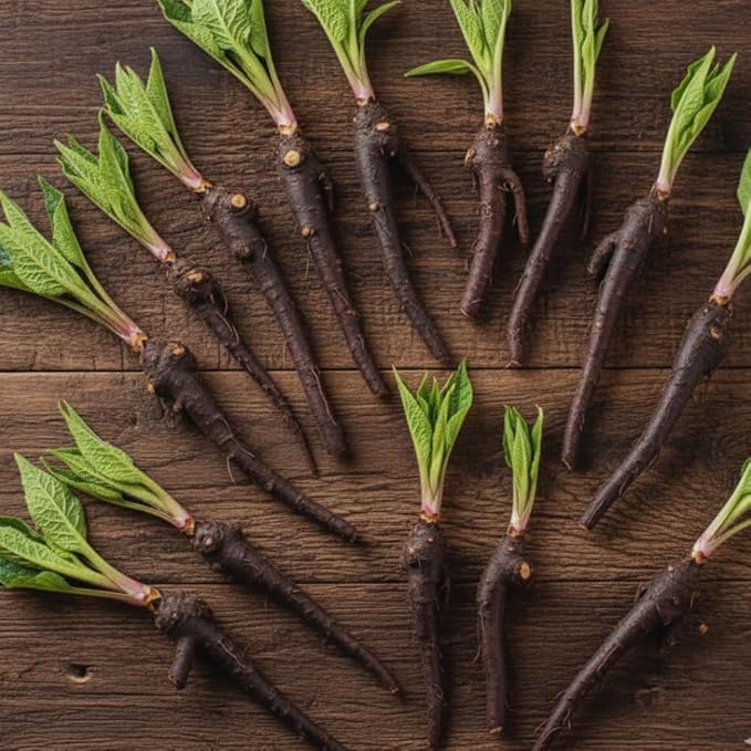 15 Comfrey Roots Plants Live, Comfrey Rhizomes Root for Planting, Herb Plant Garden, High Yields