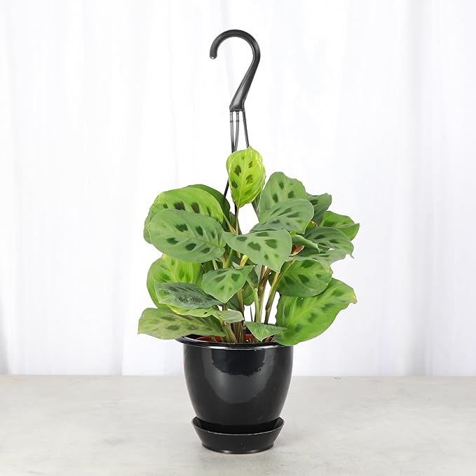Thorsen's Greenhouse Green Prayer Plant, Live Indoor Plant, Pet Friendly, Uncommon Houseplant, Green Maranta, Easy to Grow, 4" Diameter Pot (Black - Hanging)