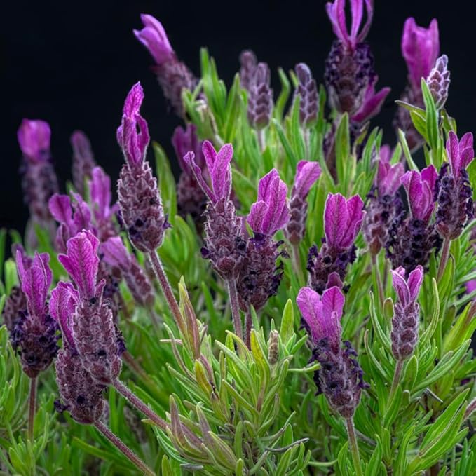 2 French Lavender Plants Live Lavender Plants for Outside Inside, 4 Inc Potted, Annual Flower Plant