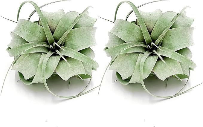 ragnaroc Air Plants - Tillandsia Xerographica, Regular 3-5” - 1ct - Live Arrival Gauranteed - House Plants for Home Decor & Gift