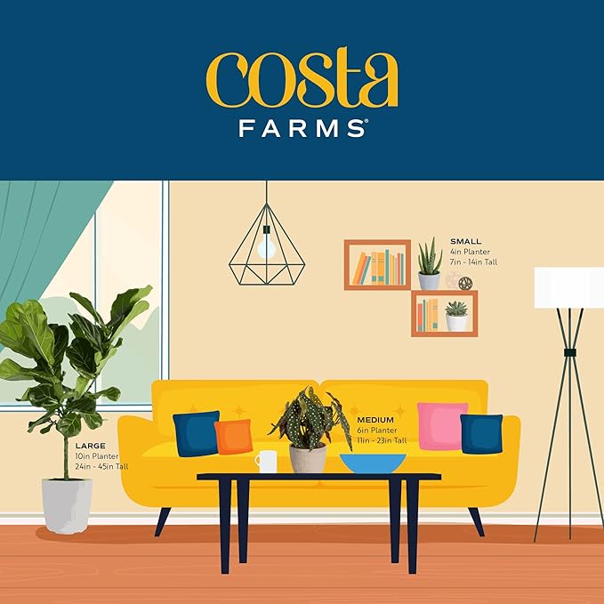 Costa Farms Live Plants (Pack of 12), Easy to Grow Live Indoor Houseplants in 2.5-Inch Plant Pots, Hand-Selected Varieties, Home and Room Decor