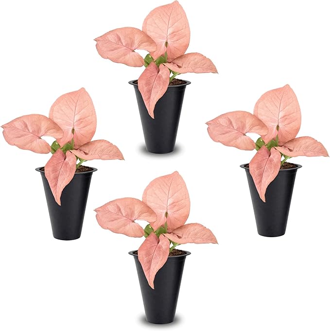 Syngonium Neon Robusta Plant (4 Pack) Live Starter Plants, Pink Arrowhead Vine Houseplants, Easy Care Indoor Tropical Plants Live, Colorful Foliage Plants