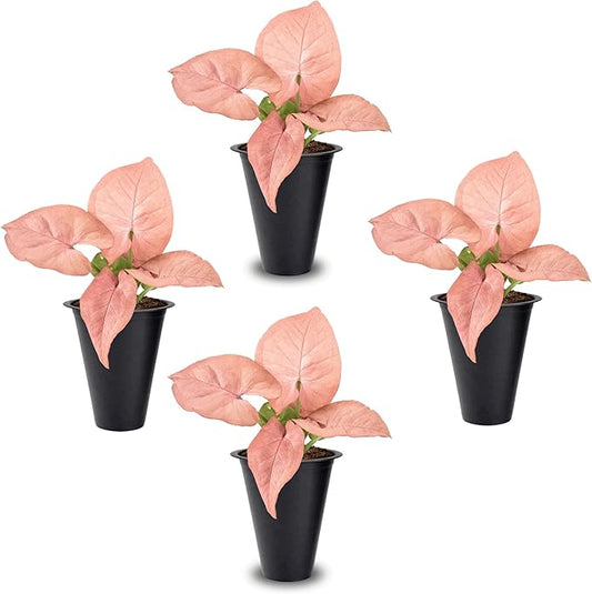 Syngonium Neon Robusta Plant (4 Pack) Live Starter Plants, Pink Arrowhead Vine Houseplants, Easy Care Indoor Tropical Plants Live, Colorful Foliage Plants