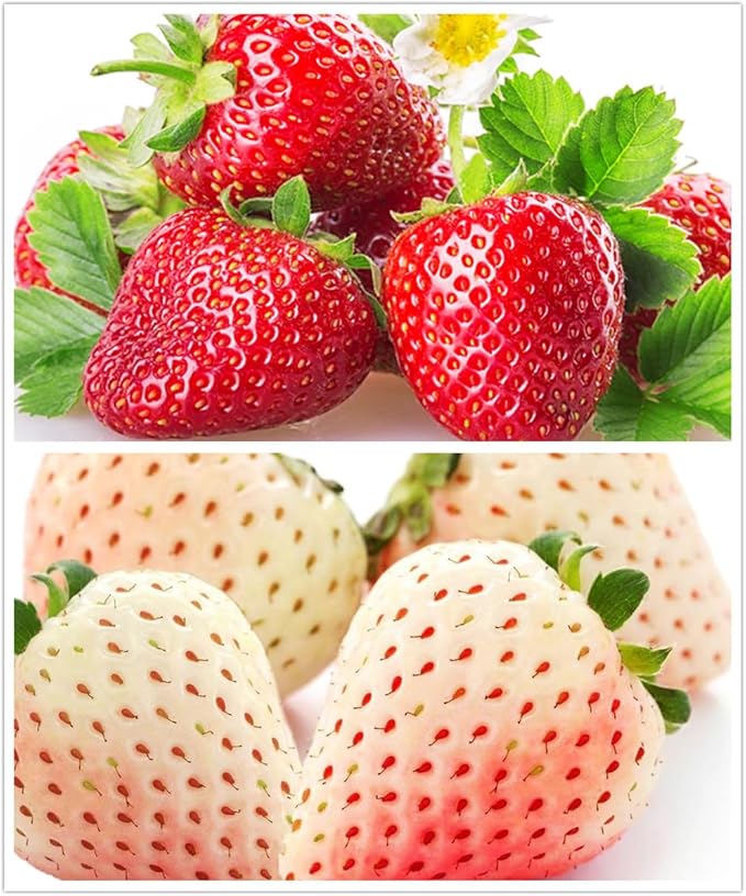 300+ White Alpine Strawberry Seeds: Heirloom, Sweet & Unique Wild Berries