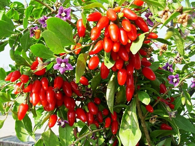 TomorrowSeeds - Goji Berry Tree Seeds - 200+ Count - for 2026 Planting Lycium Chinense Superfood Wolfberry Asian Wellness Red Flowering Edible Perennial Fruit Trees Perennial Grow Your Own Home Farm