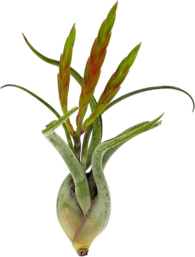 ragnaroc Air Plants - Flowering Tillandsia Caput Medusae, Large 5-7" - 3ct - Live Arrival Guaranteed - House Plants for Home Decor & Gift