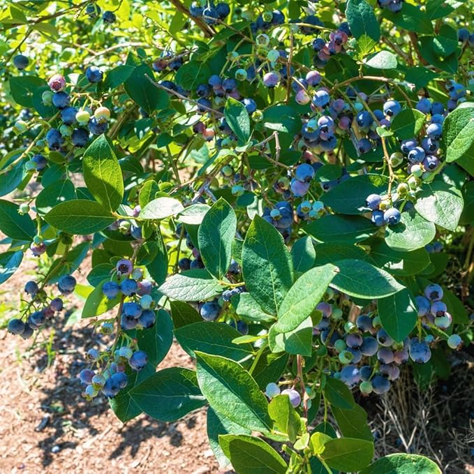 500+ Blueberries Seeds Organic-Heirloom Blueberry Seeds Non GMO Fruit Tree Seed-Dwarf Blue Berries Heirloom Berry Seed Easy to Grow for Planting Outdoors