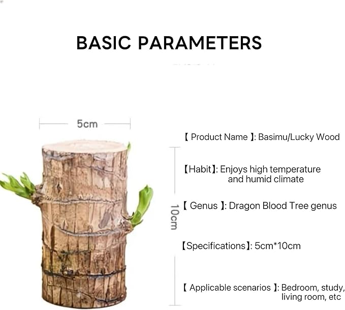 Brazilian Lucky Wood Live Plant | Easy Care Good Luck Indoor Decor | Beginner-Friendly (0-Failure Grow) | Fast Leaf-Growing Feng Shui Wealth Charm (Basic)