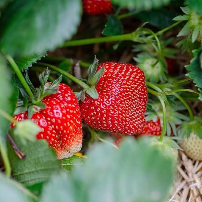 Ozark Beauty Everbearing Strawberry Plants - Sweet, Wedge-Shaped Berries - Bare Root Strawberry Plants from Hand Picked Nursery (5)
