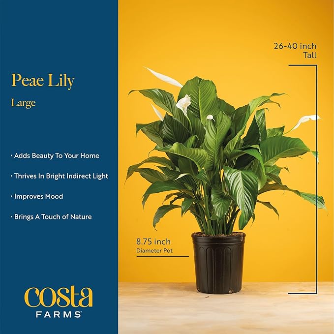 Costa Farms Spathiphyllum Peace Lily Live Indoor Plant, 3-Foot