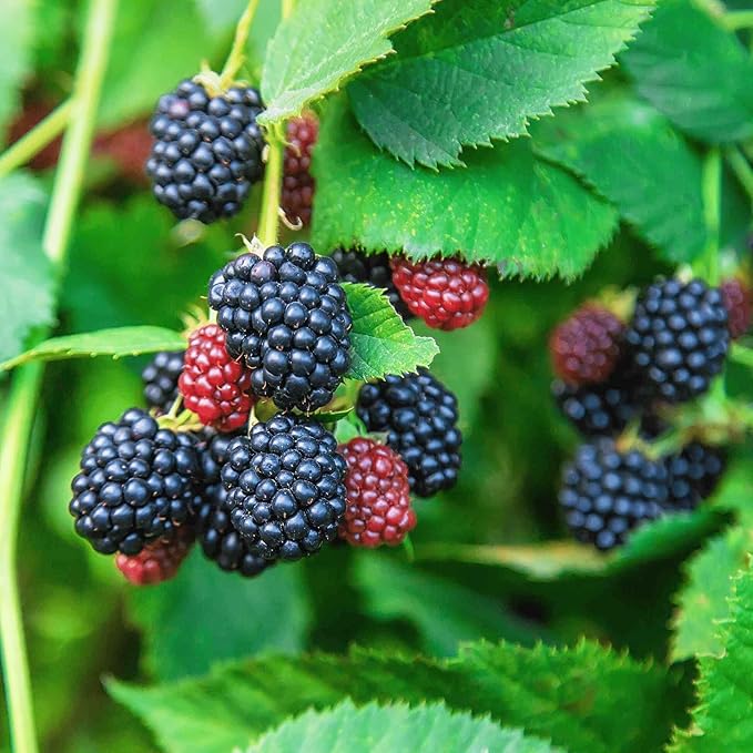 200+ Seed BlackBerry Wild Fruit Seeds for Planting Outdoor-Non-GMO Heirloom Sweet Rare Blackberries Fruit Plant in Your Home Garden