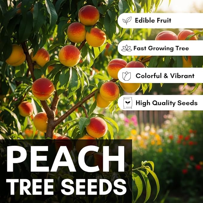 Peach Tree Seeds – Easy to Grow, Hardy, Delicious Fruit, Perfect for Garden Planting, Beginner-Friendly, Fast-Growing, Ideal for Fresh Peaches & Cooking (4 Seeds)