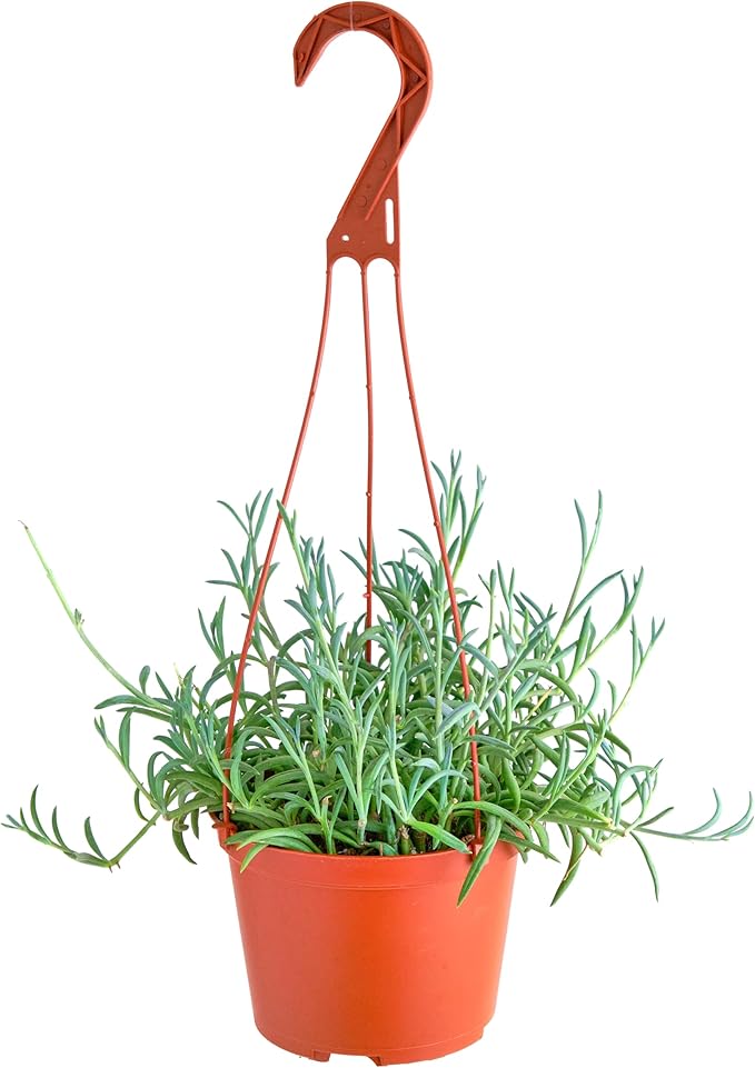 Shop Succulents String of Fishhooks Hanging Succulent, Senecio Radicans Glauca, Fully Rooted Live 6" Succulent Plant with Hanger, Low Maintenance Indoor Plant, Hardy Trailing Succulents, Gift & Garden