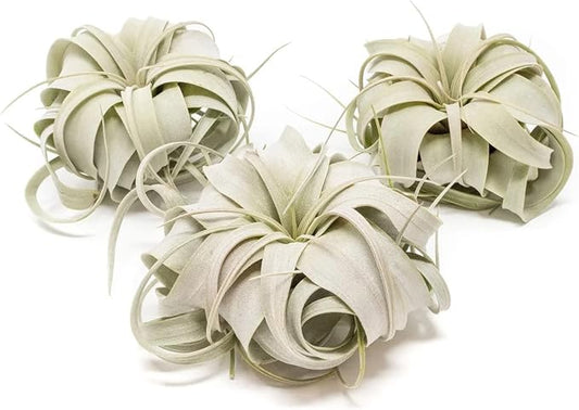 Air Plant Shop 9 Pack Mini Tillandsia Xerographica- Wholesale and Bulk - Succulents - Live Tillandsia - Easy Care Indoor and Outdoor House Plants