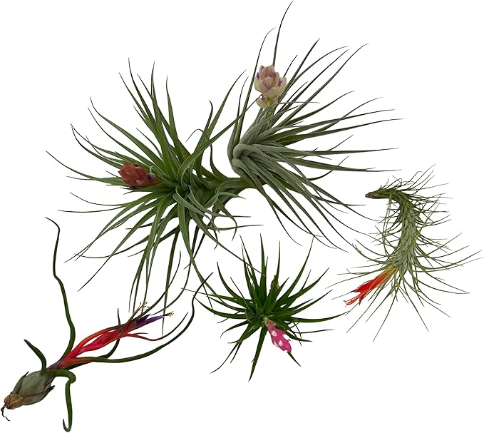 ragnaroc Air Plants - Elsker Gift Box - Large 4" - 5ct - Live Arrival Guaranteed - House Plants for Home Decor & Gift