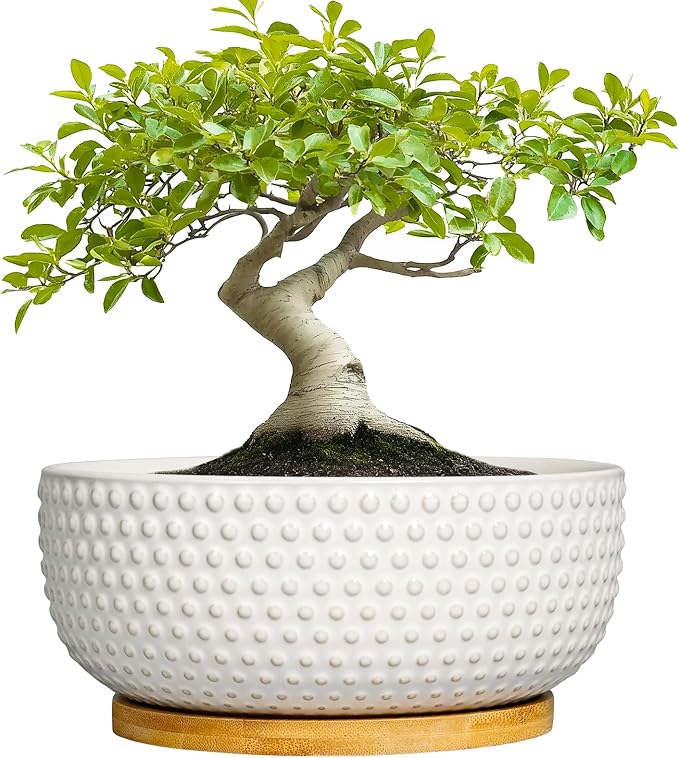 EPFamily Succulent Pots 8 Inch - Ceramic Bonsai Planters for Indoor Plants, Plant Pot with Drainage Hole and Saucer, Shallow Round Flower Planter, Modern Room Decor, Gifts for Plant Lover, White