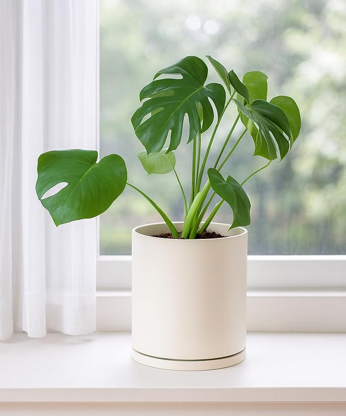 D'vine Dev Double-Layer Planter Set – Rotating Plastic Cachepot with Clear Inner Liner for Root Health, Perfect for Indoor Plants, 6.5", Oatmeal, 73-U-D-2