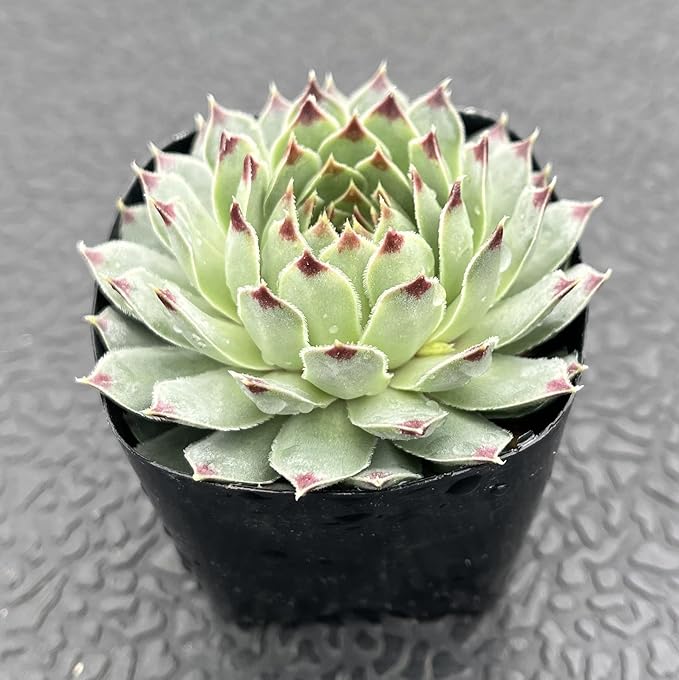 Sprout N Green Sempervivium calcareum, 1 Live Succulent Plant Fully Rooted in 2" Pot, House Plant for Indoor Outdoor Home Office Wedding Decoration DIY Project Party Favor