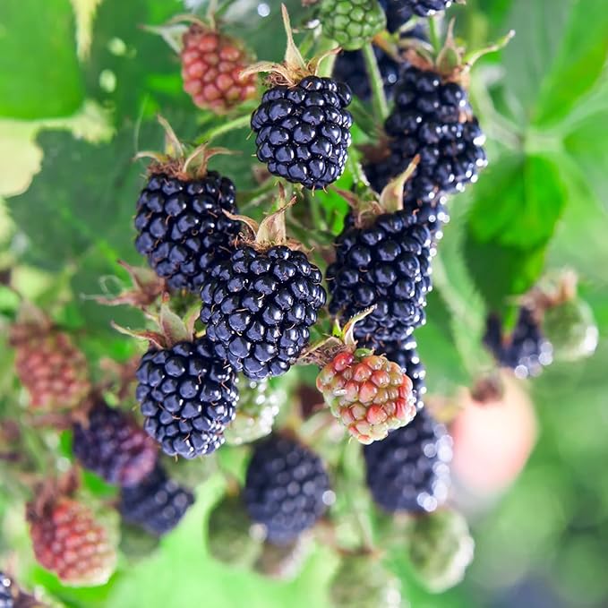 200+ Seed BlackBerry Wild Fruit Seeds for Planting Outdoor-Non-GMO Heirloom Sweet Rare Blackberries Fruit Plant in Your Home Garden