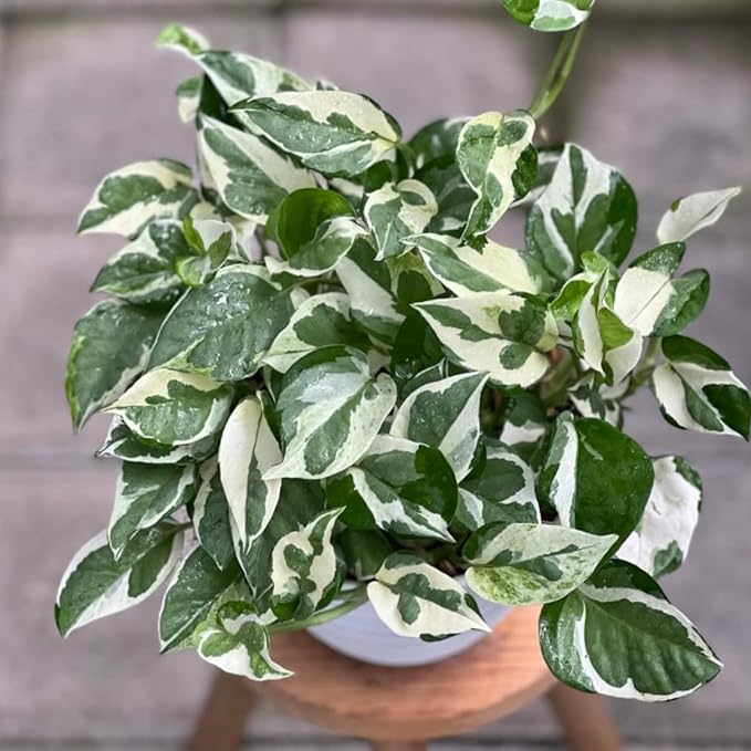 White Green Pothos Plant, Fully Rooted Live Indoor Houseplant, 3 Inc Pot