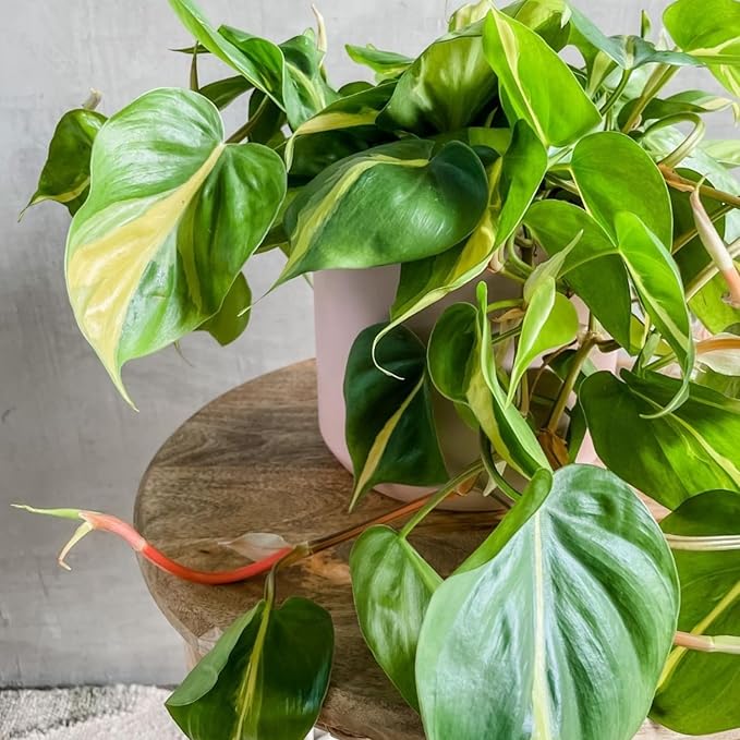Variegated Yellow Green Philodendron Live Plant, Tropical Plant in 4 Inch Pot, Ready to Grow, Live Indoor Houseplant