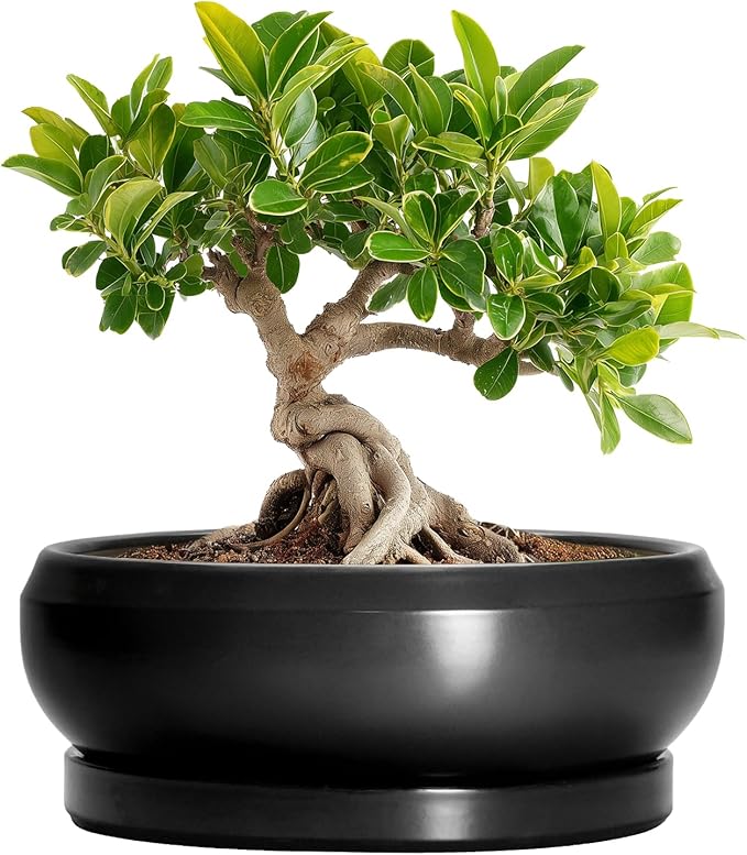 EPFamily Bonsai Tree Pots Small - 6 Inch Ceramic Succulent Pots for Indoor Plants Outdoor, Round Planter with Drainage Hole and Saucer, Shallow Planter Bowl, Bathroom Decor, House Warming Gift, Black