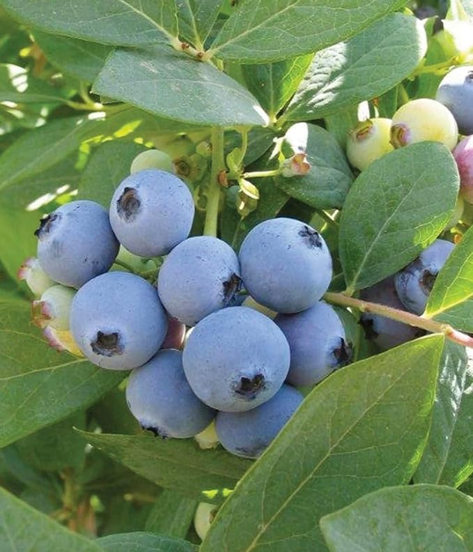Jewel Blueberry Plants (2-Pack) - Live Berry Bush 5-8" - Container or Garden Growing - Large Sweet Berries - Hardy Zones 4-8