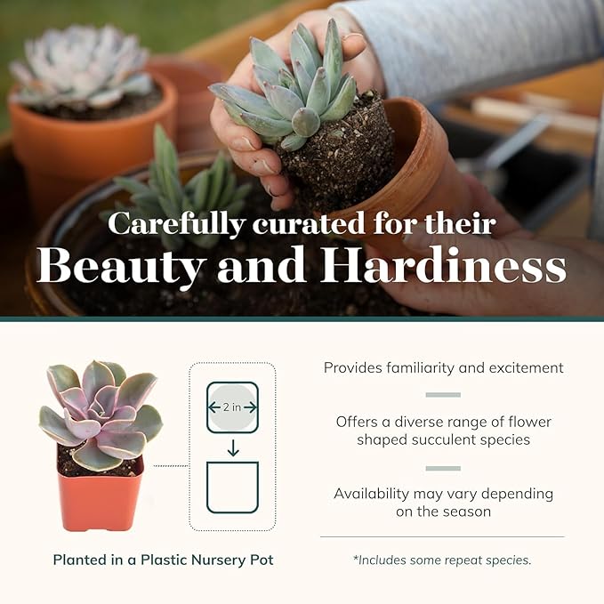 Shop Succulents Echeveria & Rosette Live Succulent Variety Pack – Fully Rooted 2" Potted Plants for Gifts, Favors, DIY Projects, Terrariums, Home Décor, and Garden Arrangements, 32 Pack