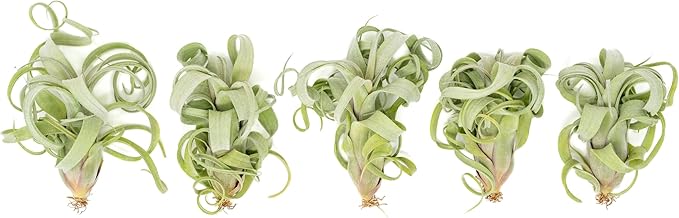 Air Plant Shop 5 Pack Tillandsia Curly Slim (T. Intermedia x T. Streptophylla) Air Plant - Succulents - Live Tillandsia - Easy Care Indoor and Outdoor House Plants