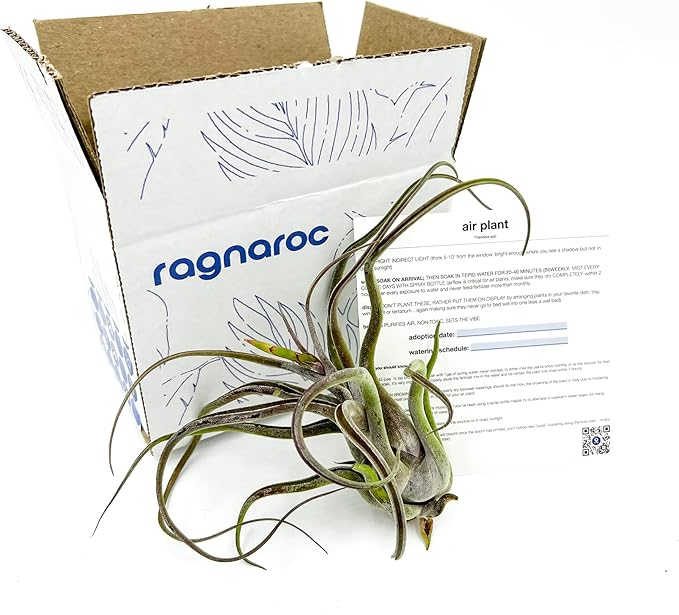 ragnaroc Air Plants - Flowering Tillandsia Caput Medusae, Large 5-7" - 1ct - Live Arrival Guaranteed - House Plants for Home Decor & Gift