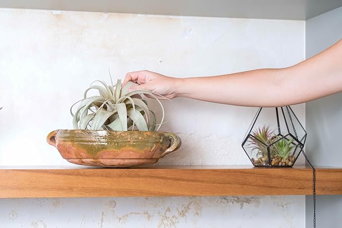 DIY Terrarium Kit with Air Plants - Air Plant Tillandsia Holder - Live Tillandsia Succulent House Plant - Wholesale and Bulk - Home and Garden Decor - Easy Care Indoor and Outdoor Plant (Pentagon)