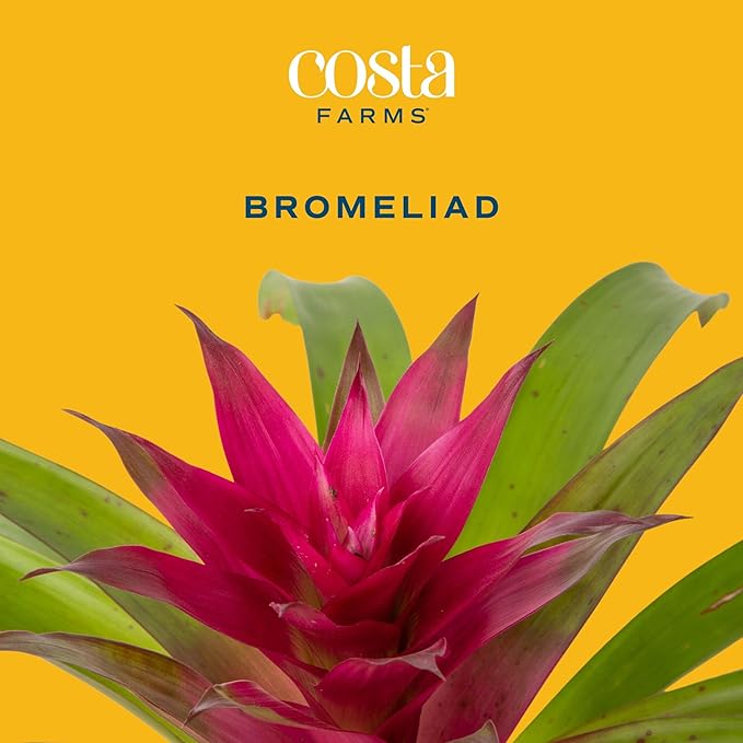 Costa Farms Bromeliad Live Plant in Decorative Pot, Flowering Indoor Houseplant, Perfect for Home, Room, or Office Decor, Great House Warming or Birthday Gift, 16-20 Inches Tall