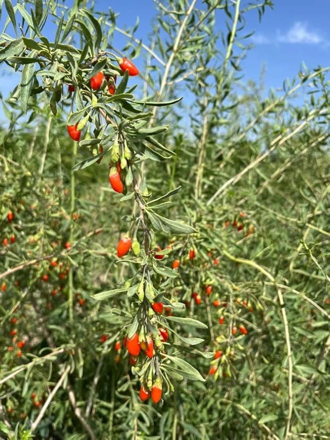 Goji Berry (lycium barbarum) - Live Plant - (1 QT)