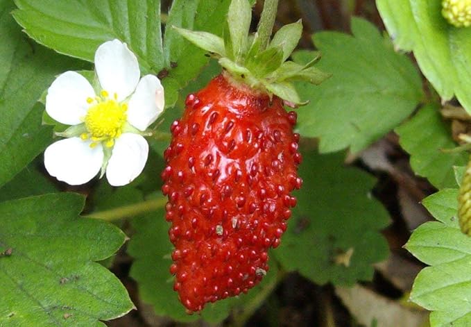 Seeds Alpine Strawberry Alexandria/Everbearing/All Year Round/Non GMO/Heirloom