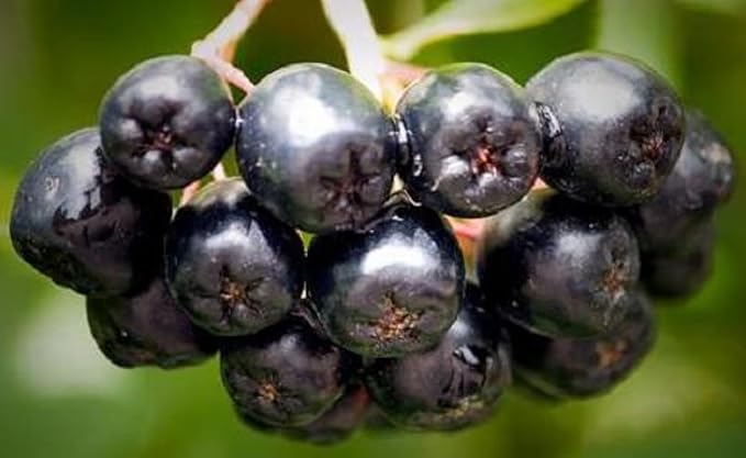 8-14" Tall Aronia melanocarpa Black Chokeberry bareroot Plant
