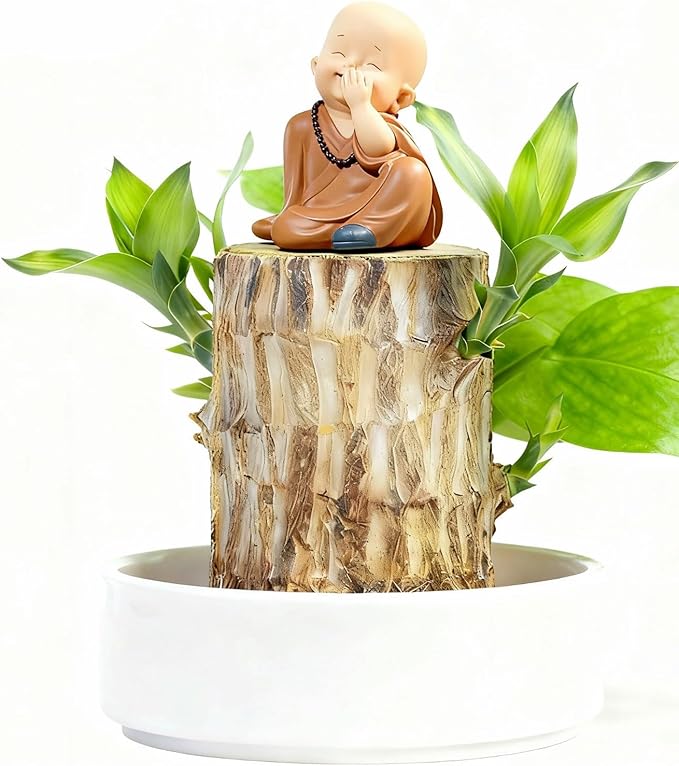 Brazilian Lucky Wood Live Plant | Easy Care Good Luck Indoor Decor | Beginner-Friendly (0-Failure Grow) | Fast Leaf-Growing Feng Shui Wealth Charm (Monk)